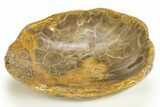 Polished Fossil Coral (Actinocyathus) Dish - Morocco #312172-1